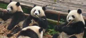 WordPress Google Panda 4.0